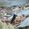 ULTIMATE SURVIVAL TECHNOLOGIES PARAKNIFE 4.0 SERRATED w/ FIRESTARTER GLO